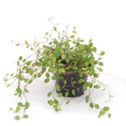 観葉植物　ワイヤープランツ（ミューレンベッキア）の販売店
