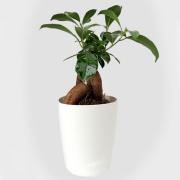 観葉植物　ガジュマル4号鉢植えを販売【花育通販】観葉植物・多肉サボテンの販売店