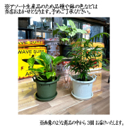 ミニ観葉植物（グロウコンテナ12型植え-3個セット）