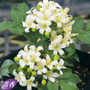 園芸お役立ちショップ 花育通販 果樹 花木の苗木 宿根草 多年草 家庭菜園 ハーブ 野菜 の苗や栽培セット 庭 ベランダのガーデニング用品の販売店