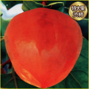 柿（カキ）の苗木を販売
