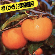 柿（カキ）の苗木を販売