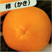 柿（カキ）の苗木を販売