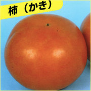 柿（カキ）の苗木を販売