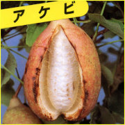 あけび（アケビ）の苗木を販売
