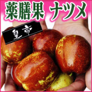 ナツメの苗木を販売