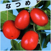 ナツメ（なつめ）の苗木を販売