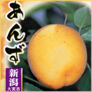 杏（あんず）の苗木を販売