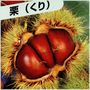 栗（クリ）の苗木を販売