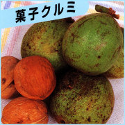 胡桃（クルミ）の苗木を販売