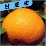 甘夏柑(アマナツ)の苗木を販売
