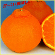 不知火（デコポン）の苗木を販売