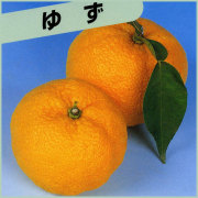 柚子（ゆず）の苗木を販売