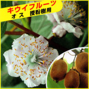 キウイフルーツ苗木を販売
