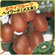 キウイフルーツ苗木を販売