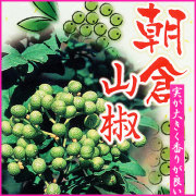 山椒（さんしょう）の苗木を販売