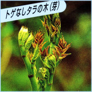 タラの木（芽）の苗木を販売
