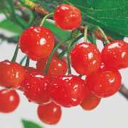 果樹苗木の販売店【花育通販】さくらんぼの苗木 暖地桜桃を販売
