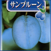 プルーン苗木を販売