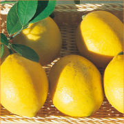 れもん（レモン）苗木販売店「花育通販」