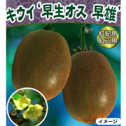 キウイフルーツ苗木を販売