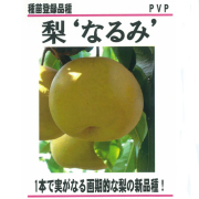 梨（ナシ）苗木なるみの販売【花育通販】果樹苗木の販売店