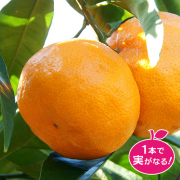 【花育通販】極早生蜜柑の温州みかん(ウンシュウ)「日南の姫」の苗木を販売