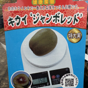 キウイフルーツ　ジャンボレッド
