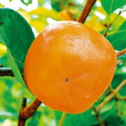 甘柿　陽豊　ようほう
