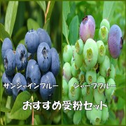 ブルーベリー　苗木　サンシャインブルー　シャープブルー