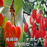 さくらんぼ　佐藤錦　苗木　ナポレオン