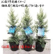 コニファー　クプレッサス　アリゾニカ’サルフレア’の苗木