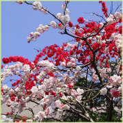 花梅（ウメ）・花桃（モモ）の花木（苗木）の販売店