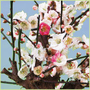 花梅（ウメ）・花桃（モモ）の花木（苗木）の販売店