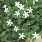 多年草・宿根草販売店【花育通販】セイロンライティア（セイロンランティア）の苗を販売