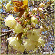 桜（サクラ・さくら）の苗木を販売
