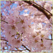 桜（サクラ・さくら）の苗木を販売