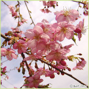 桜（サクラ・さくら）の苗木を販売