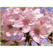 桜（サクラ・さくら）の苗木を販売