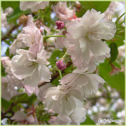 桜（サクラ・さくら）の苗木を販売