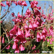 桜（サクラ・さくら）の苗木を販売