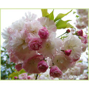 桜（サクラ・さくら）の苗木を販売