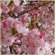 桜（サクラ・さくら）の苗木を販売