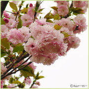 桜（サクラ・さくら）の苗木の販売店