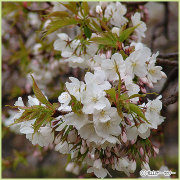 桜（サクラ・さくら）の苗木の販売店