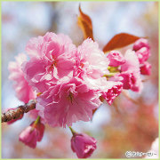 桜（サクラ・さくら）の苗木の販売店