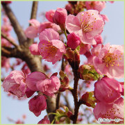 桜（サクラ・さくら）の苗木の販売店