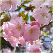 桜（サクラ・さくら）の苗木の販売店
