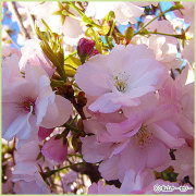 桜（サクラ・さくら）の苗木の販売店