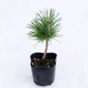 盆栽・山野草の販売店【花育通販】黒松苗木を販売